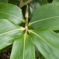 Broad-leaved Bamboo